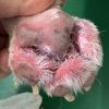 フレンチブルドッグの指間に形成されたアトピー性皮膚炎とマラセチア性皮膚炎