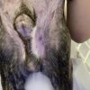 フレンチブルドッグの下腹部に形成された表在性膿皮症