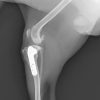 チワワの前十字靭帯断裂に対するTPLO（脛骨高平部水平化骨切術）