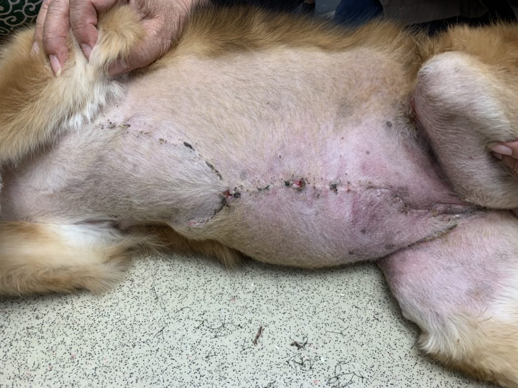 １３歳の雑種犬の両側乳腺切除（乳腺腺癌）、卵巣の顆粒膜細胞腫