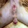 エキゾチックショートヘアーに対する会陰尿道造瘻術