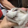 雑種猫のアトピー症候群