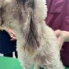 MIX犬のアレルギー性皮膚炎の治療