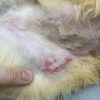 雑種猫のアトピー症候群の治療