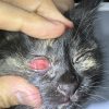雑種猫のヘルペス性角膜結膜炎