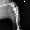 柴犬（16.5kg）の前十字靭帯断裂に対するTPLO術（脛骨高平部水平化骨切術）
